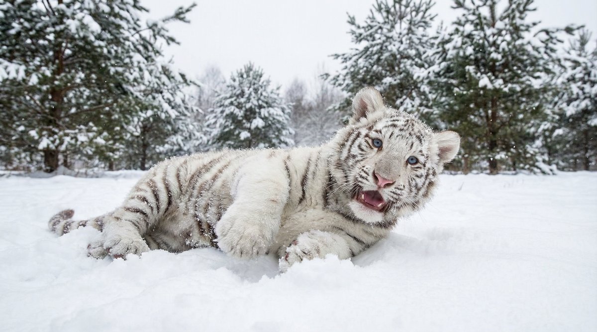 在线看片动物视频